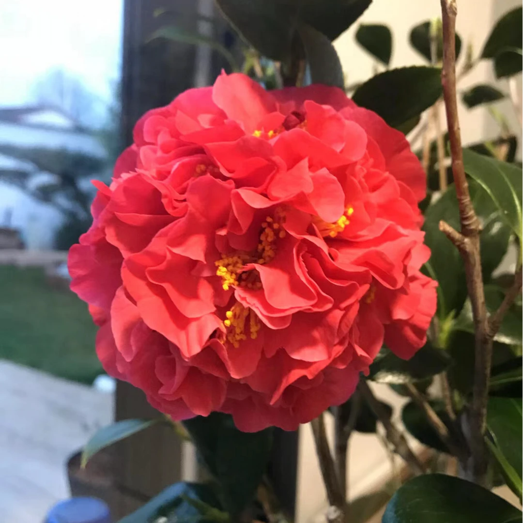 【克瑞墨大牡丹】红色香水味大多茶花淡香味花苞山茶盆栽绿植花卉