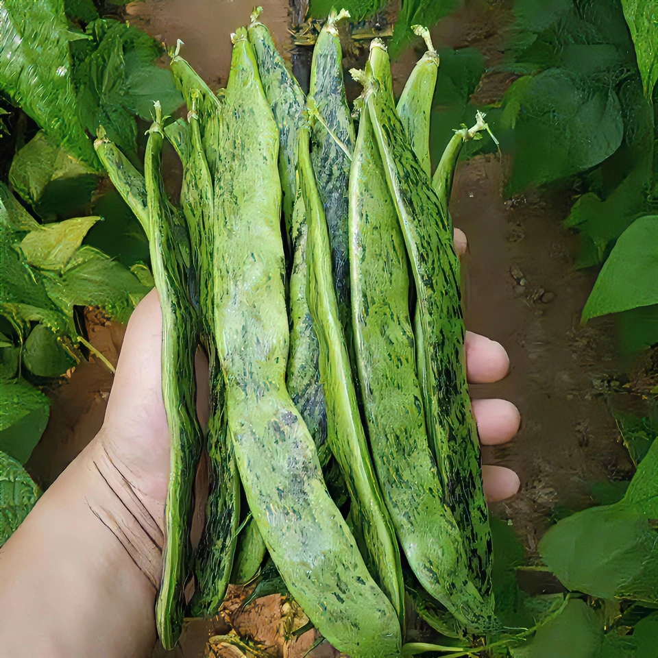【顺丰空运】东北马掌豆角新鲜采摘开锅烂面豆角全国包邮