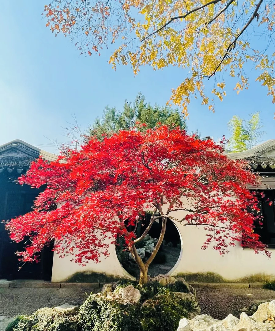 日式红枫红舞姬地栽盆栽庭院居家办公室阳台池塘边学校公园公司
