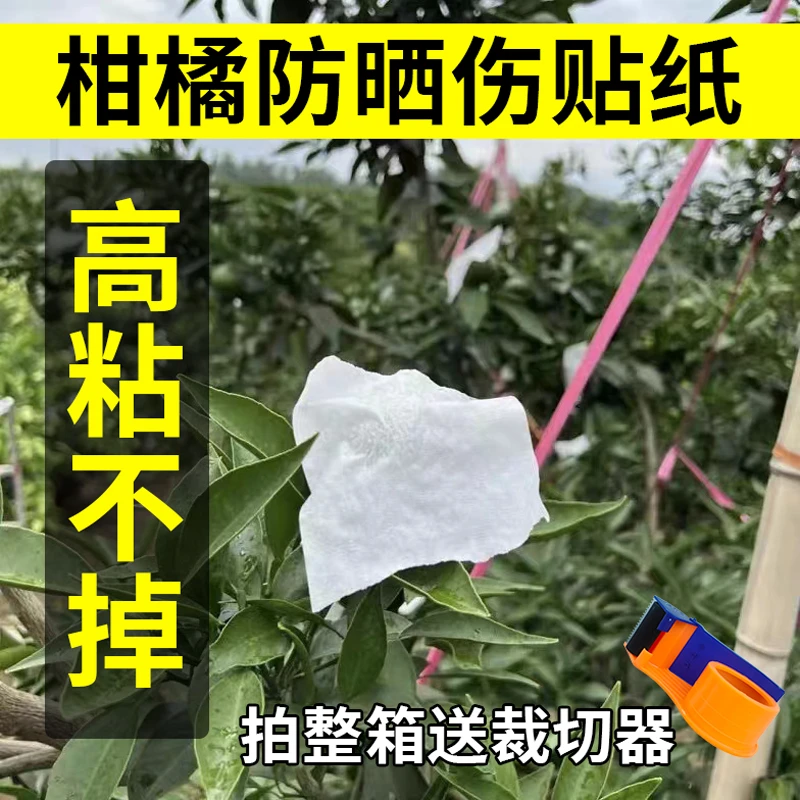 柑橘防晒贴纸太阳果沃柑桔子水果贴脐橙粑粑柑遮阳日灼耐高温高粘