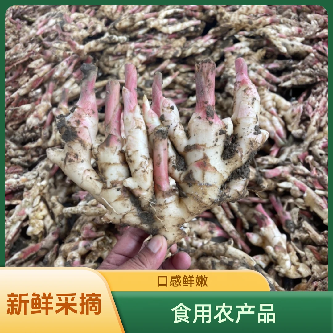 广西新鲜红芽嫩姜子姜生姜3-9斤当天挖当天发