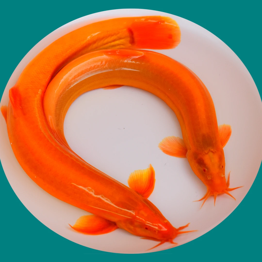 涣雨冷水观赏鱼黄金泥鳅宠物活物好养耐活清洁鱼风水鱼清道夫招财