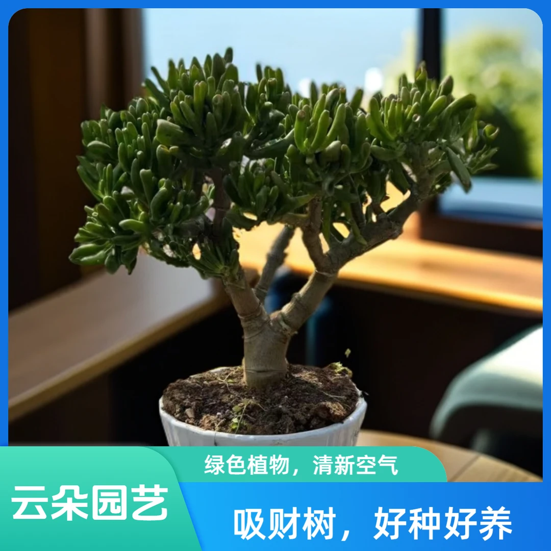 精品吸财树 好种好样南方北方室内室外5年老桩