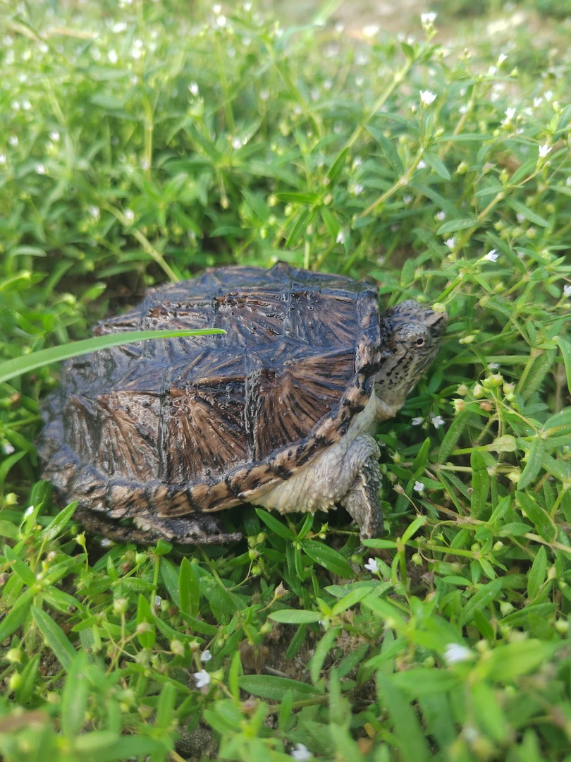 【直播选龟链接】东锦西锦地图黄耳天使魔眼火焰深水龟观赏龟宠物龟