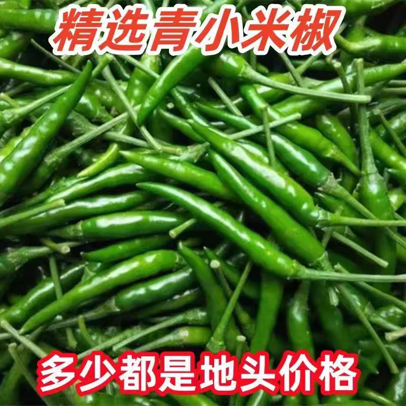 2024新鲜青米椒青辣椒特辣小米辣朝天椒泡椒剁椒尖椒蔬菜现摘当季