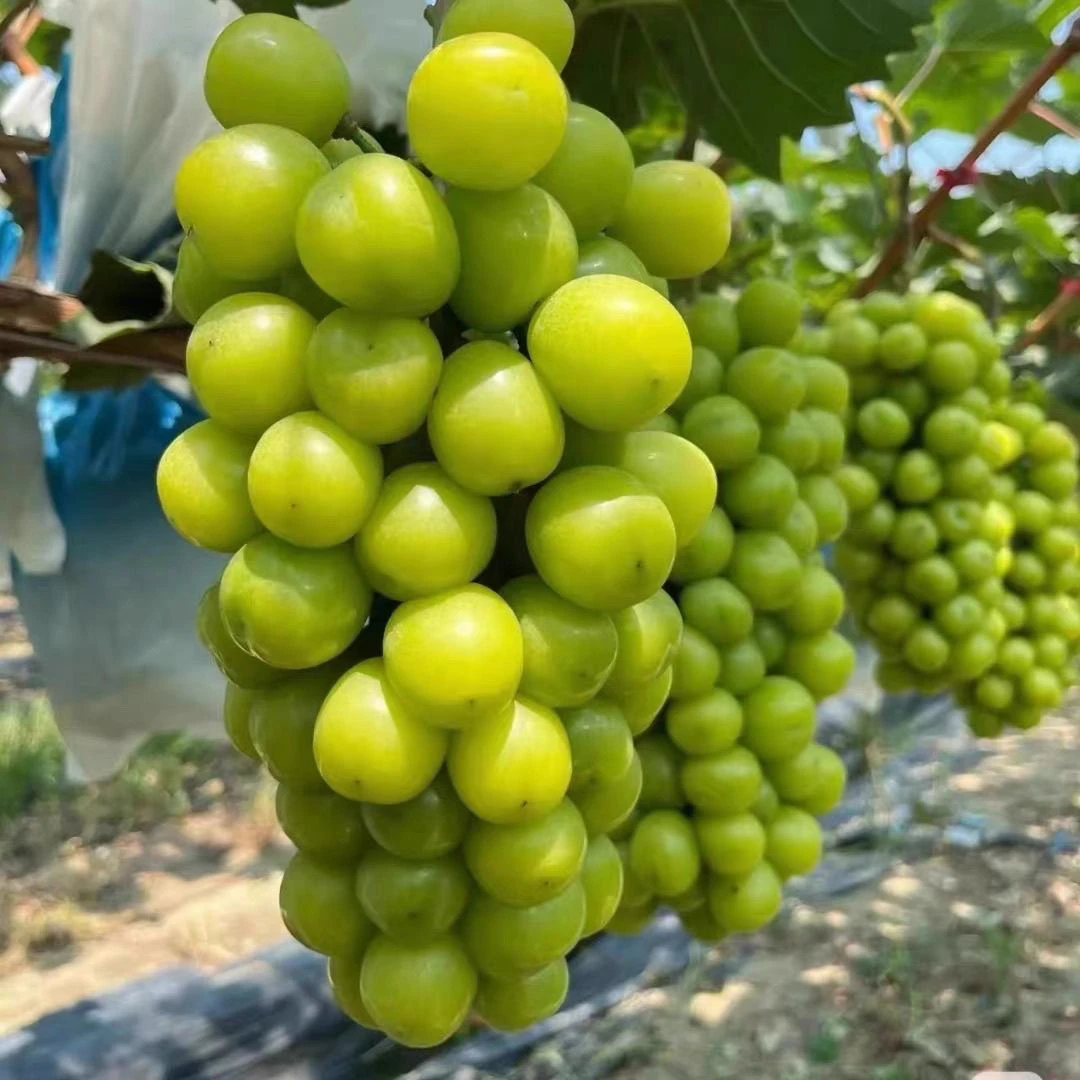 【葡萄苗】阳光玫瑰无籽葡萄树苗庭院种植地栽葡萄树苗南北方耐寒