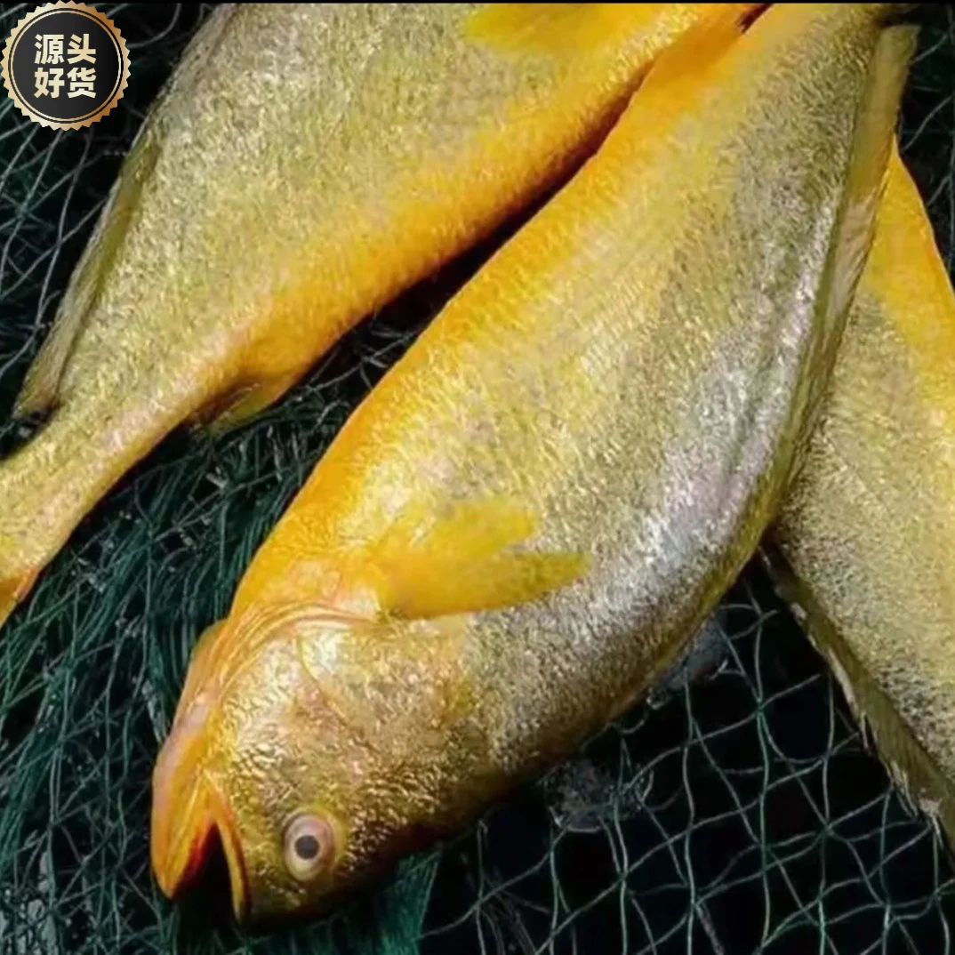 【顺丰冷链】大黄花鱼海鲜水产大黄鱼新鲜