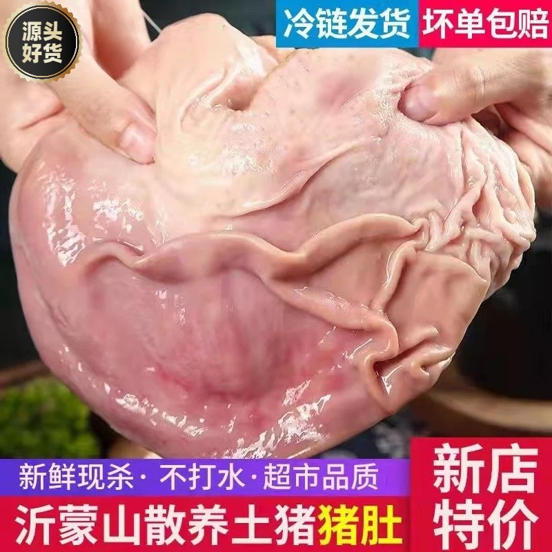【新鲜速递】沂蒙山农家猪肚新鲜冷冻一整箱大肚子特厚生态精选5斤