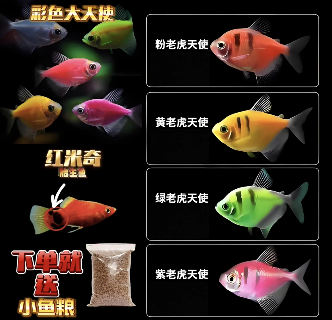 彩色大天使5条+老虎天使5条+米奇5条+赠鱼粮