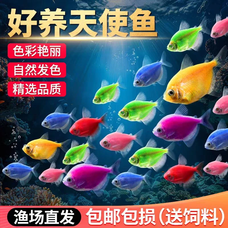 （彩色大天使锦集）天使鱼热带鱼超萌好物观赏鱼新手鱼小鱼观赏鱼