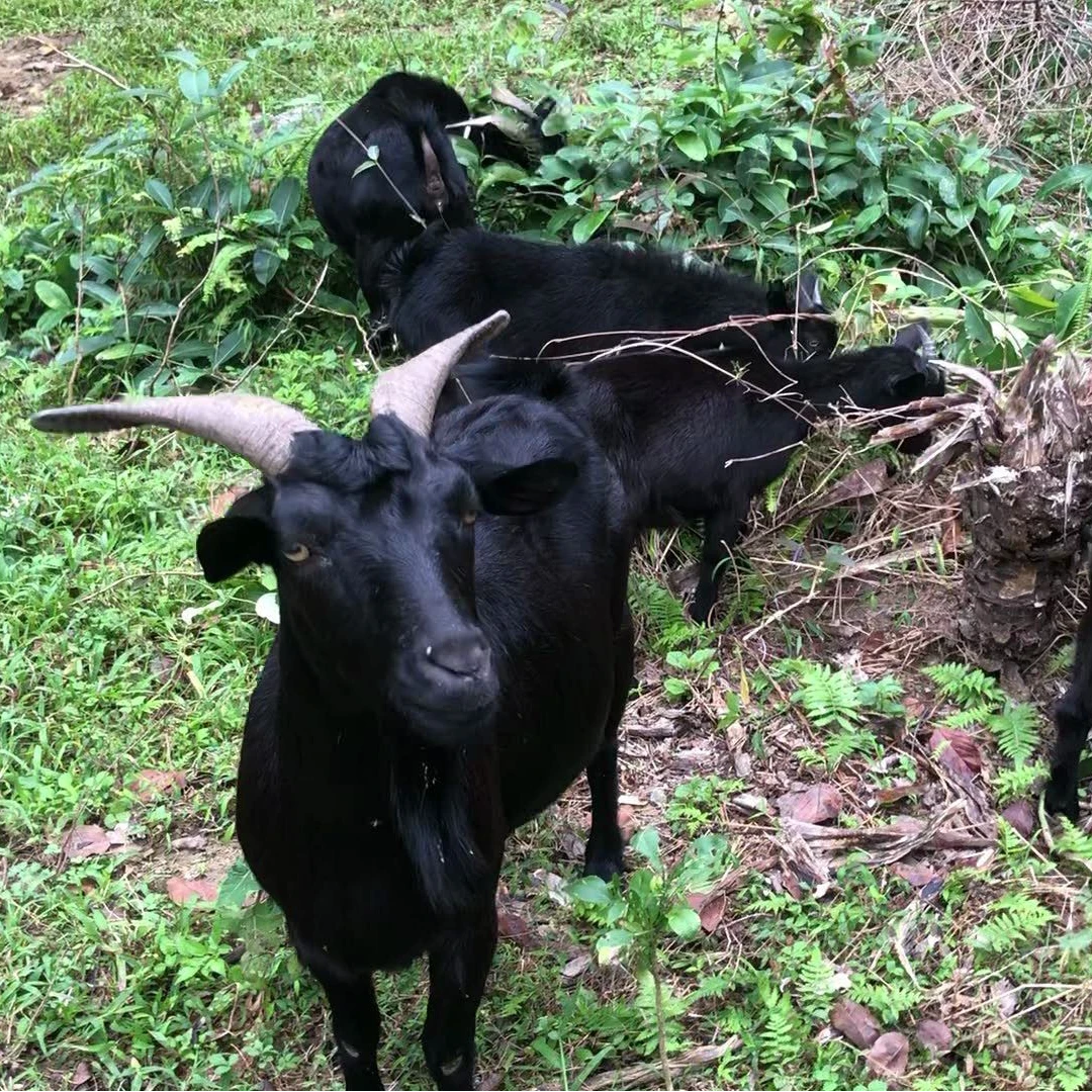 湖南浏阳跑地黑山羊（现称现改价一物一拍）