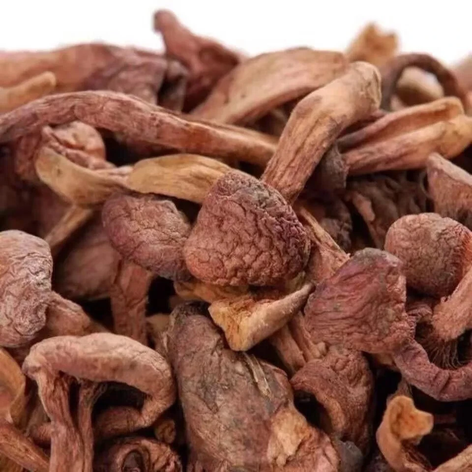 东北特产松树伞蘑菇干