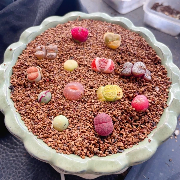 (送土)彩色多肉拼盘毛汉尼灯泡生石花高端拼盘新手（脱土不带盆）