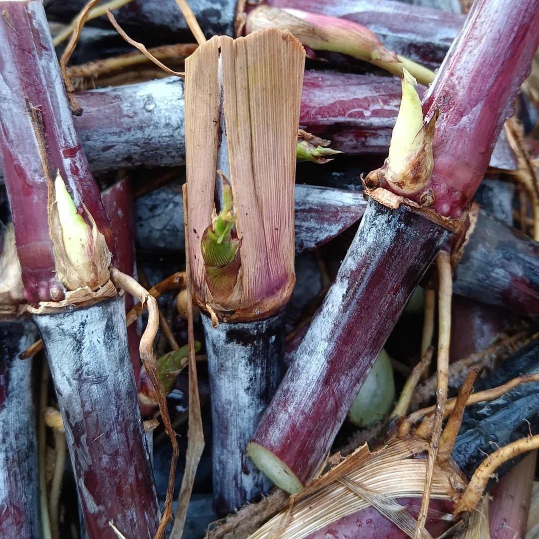 巴西红象草新型皇竹草高产巨菌草无绒甜象草红象草耐寒牧草而寒