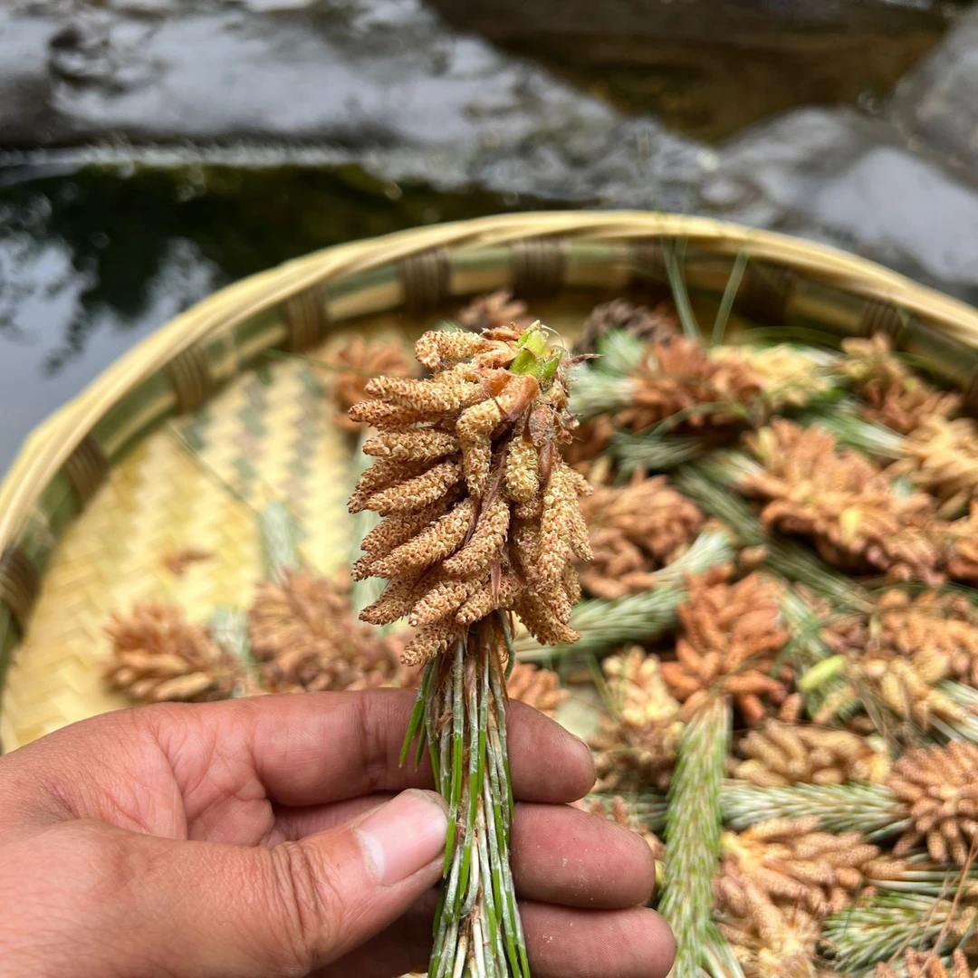 贵州大山深处百年老树松花粉,手工采摘原粉,能吃外用250克