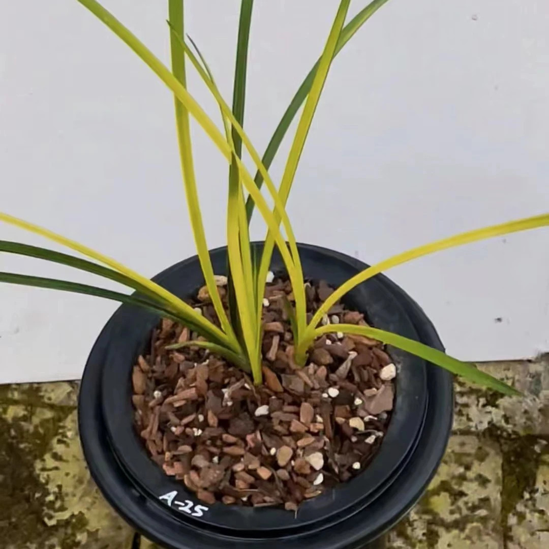 惠兰，春兰，邮费专用链接，拍下商品与直播间为准。