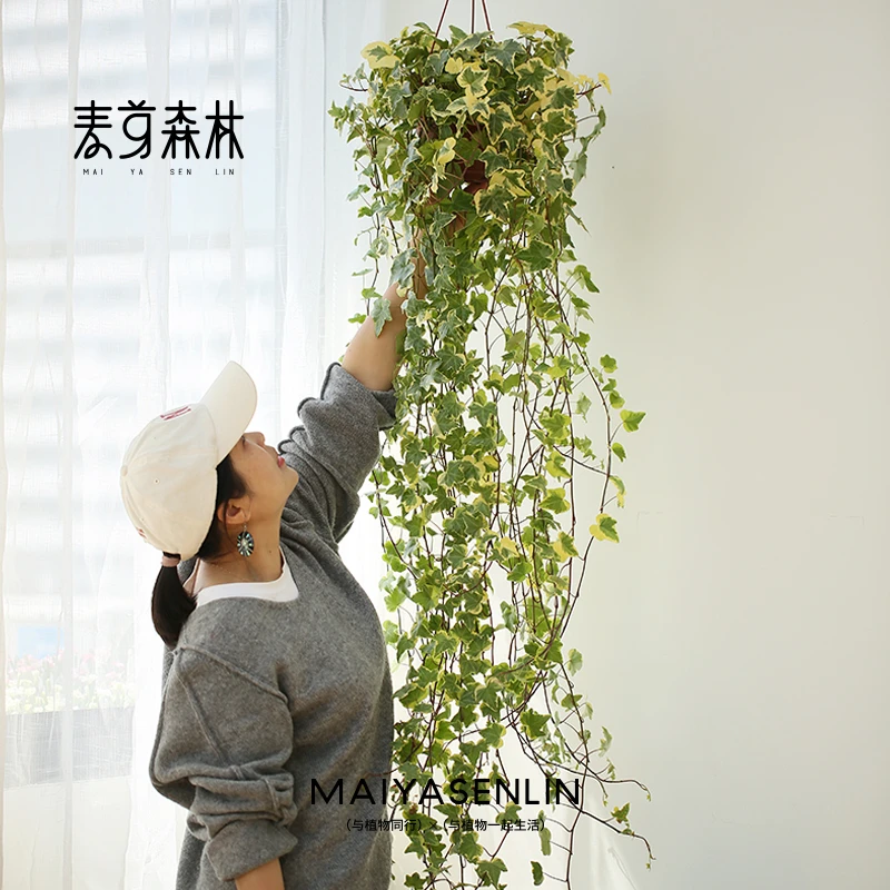 【金边165#】常春藤垂吊绿植室内盆栽四季常青易养乔迁必备