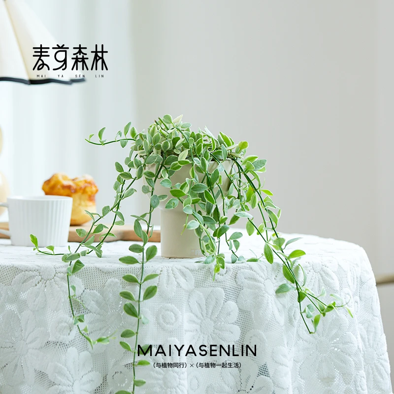 【翡翠碧玉】吊兰室内清新桌面绿植ins风办公室小盆栽家居垂吊植物