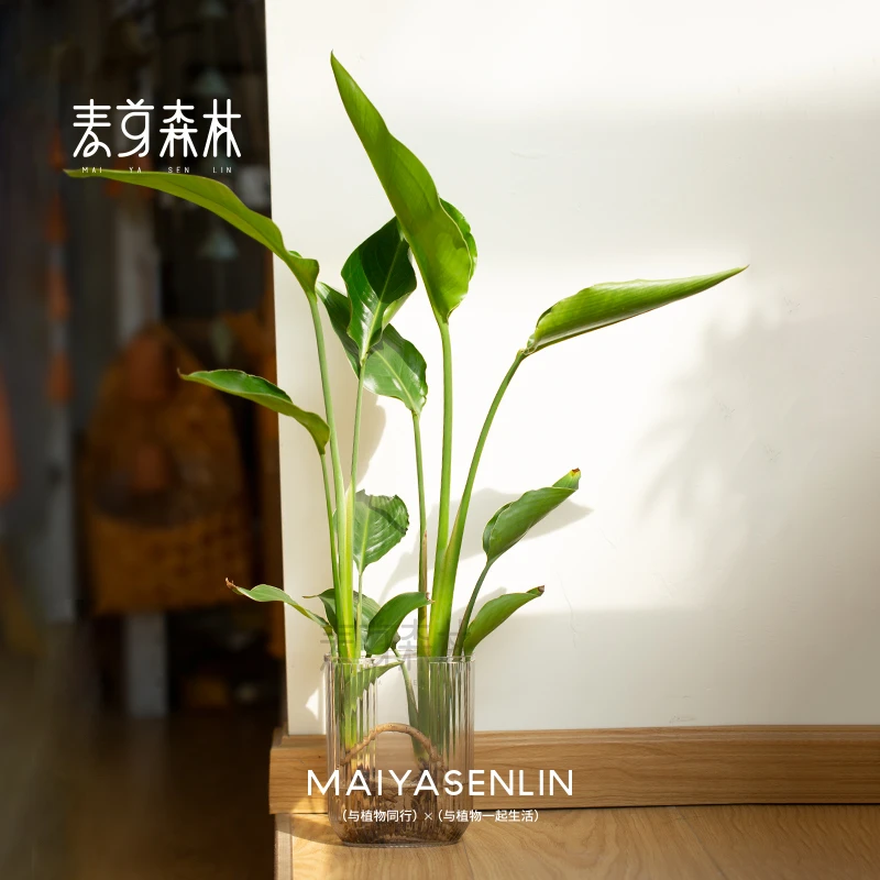 水培天堂鸟办公室绿植室内花卉桌面盆栽观叶植物好养易活星花怒放