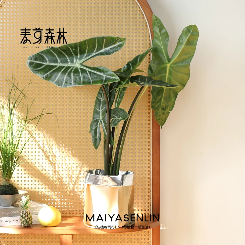 银脉剑叶海芋可水培竹芋盆栽白犀牛海芋绿植四季常青好养易活