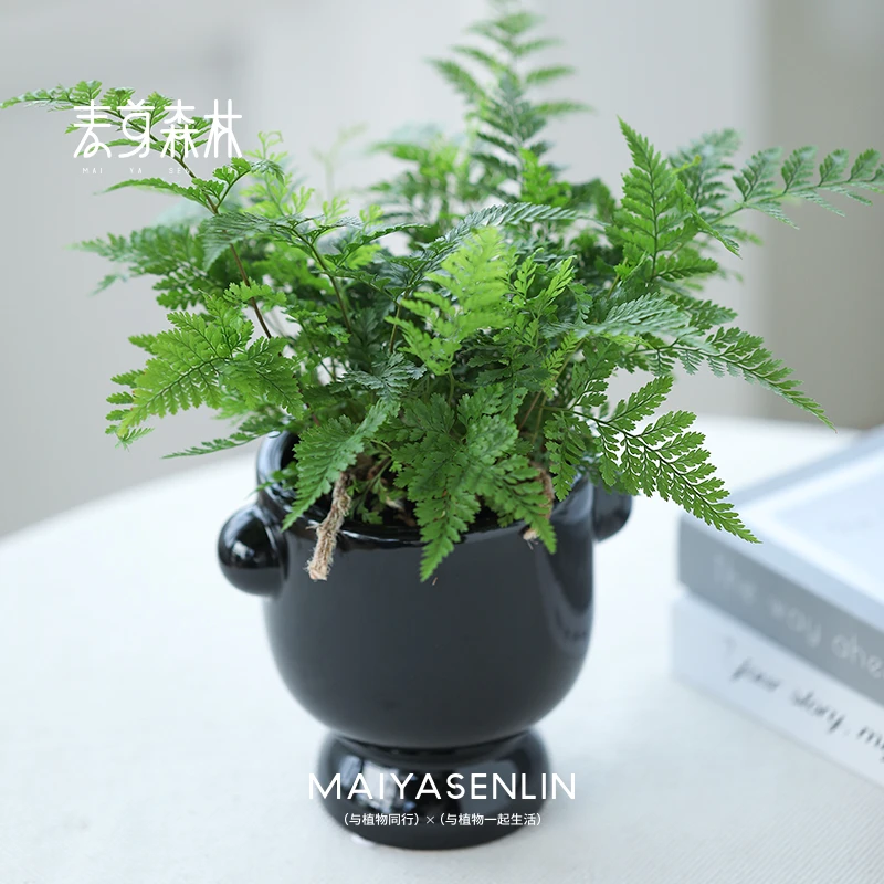 狼尾蕨兔脚蕨龙爪蕨盆栽客厅书房办公桌绿植耐寒耐阴四季长青好养