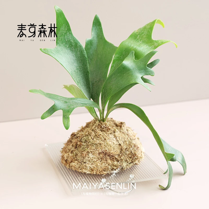 圣诞鹿角蕨北欧田园ins风蕨类绿植垂挂造景板家居装饰植物景观