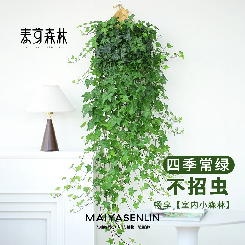 浪漫七夕】常春藤爬藤垂吊绿植七夕礼物观叶精选四季常青枝条花园