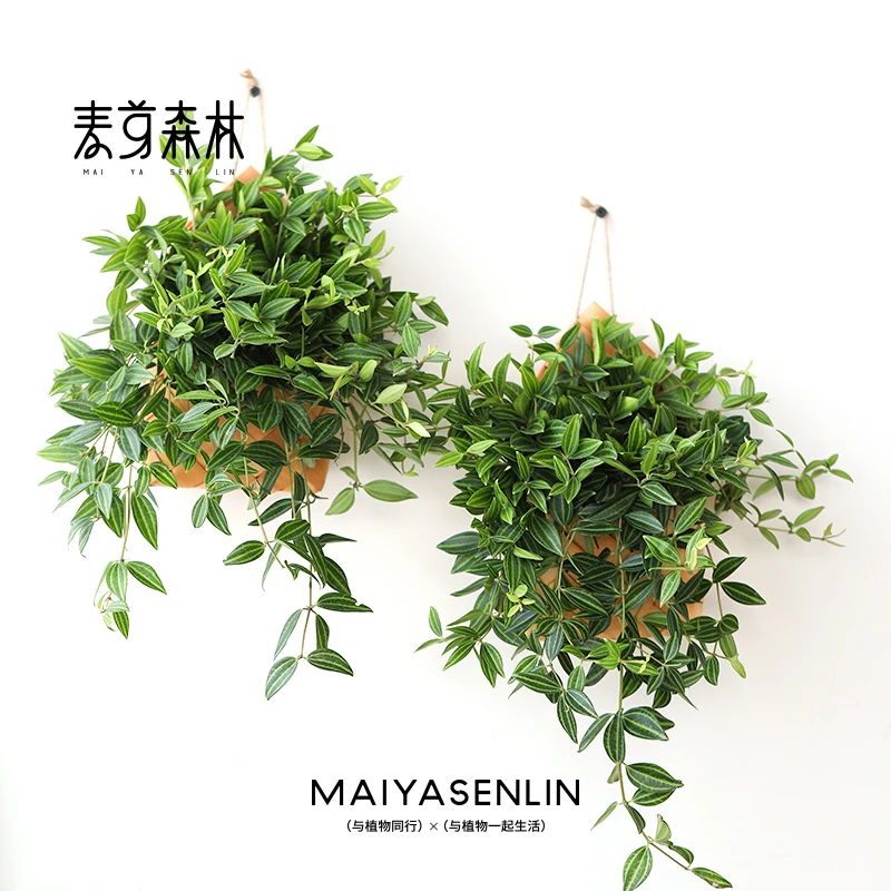 【拍一发二】翡翠钻石吊兰壁挂室内花卉盆栽花卉四季常青好养易活