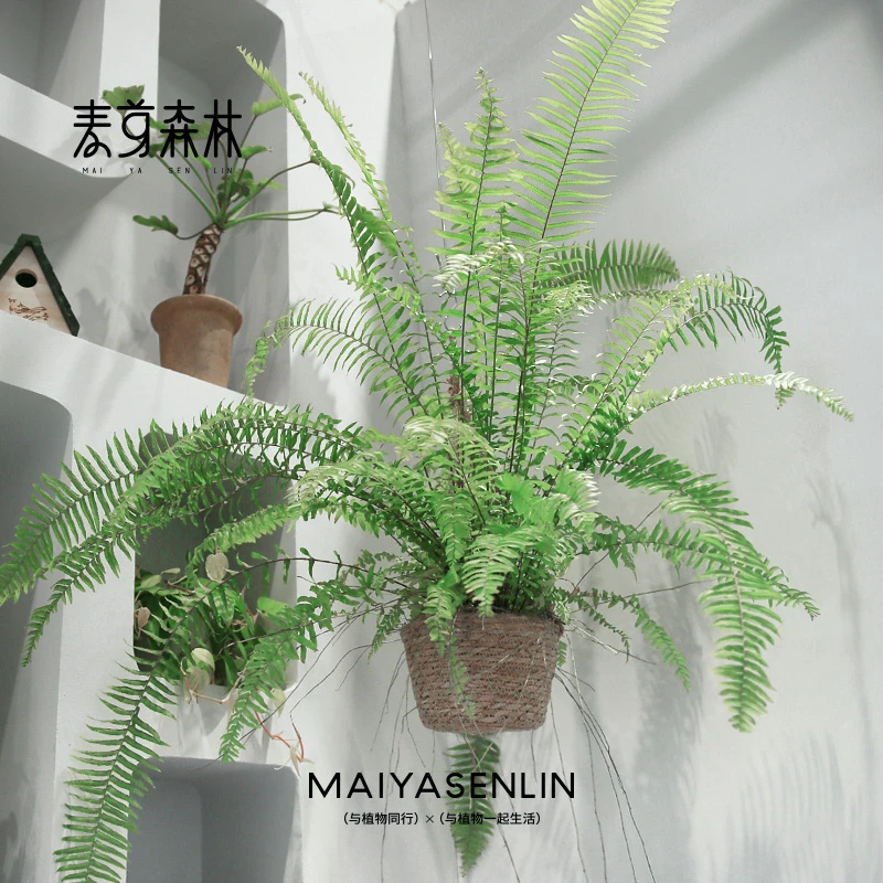 【雨林感】霸王蕨垂吊植物好养室内盆栽客厅绿植净化空气吸甲醛
