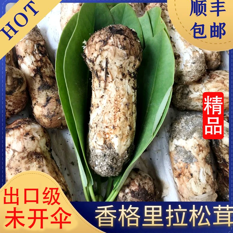 新鲜松茸2023年香格里拉新鲜采摘松茸刺身黄油煎天然松茸菌500g