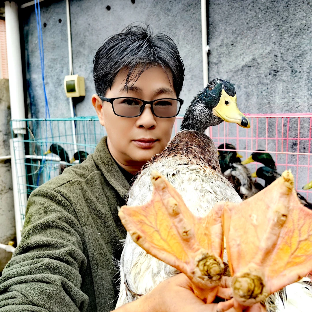 湖南湘西农家自养稻谷鸭八个月的绿头鸭一只（手工扒毛）