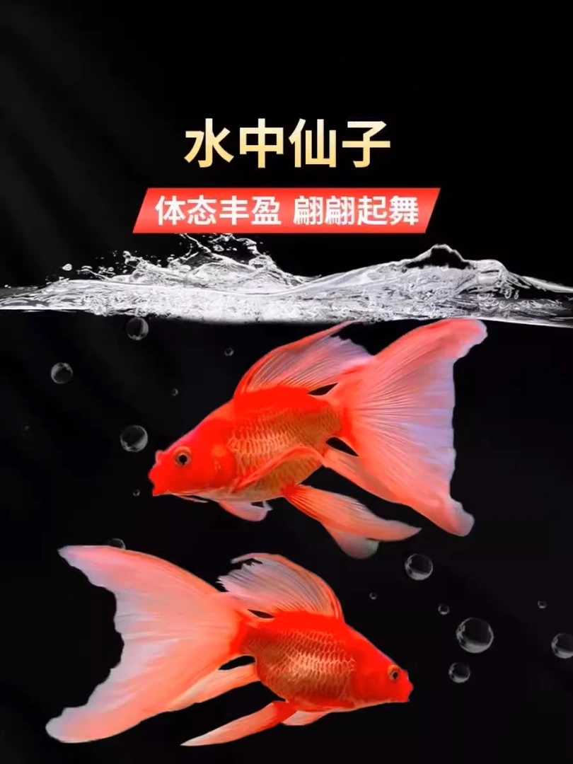 台湾红色蝴蝶鲤15-17公分短身红贵妃冷水鱼宠物鱼观赏鱼