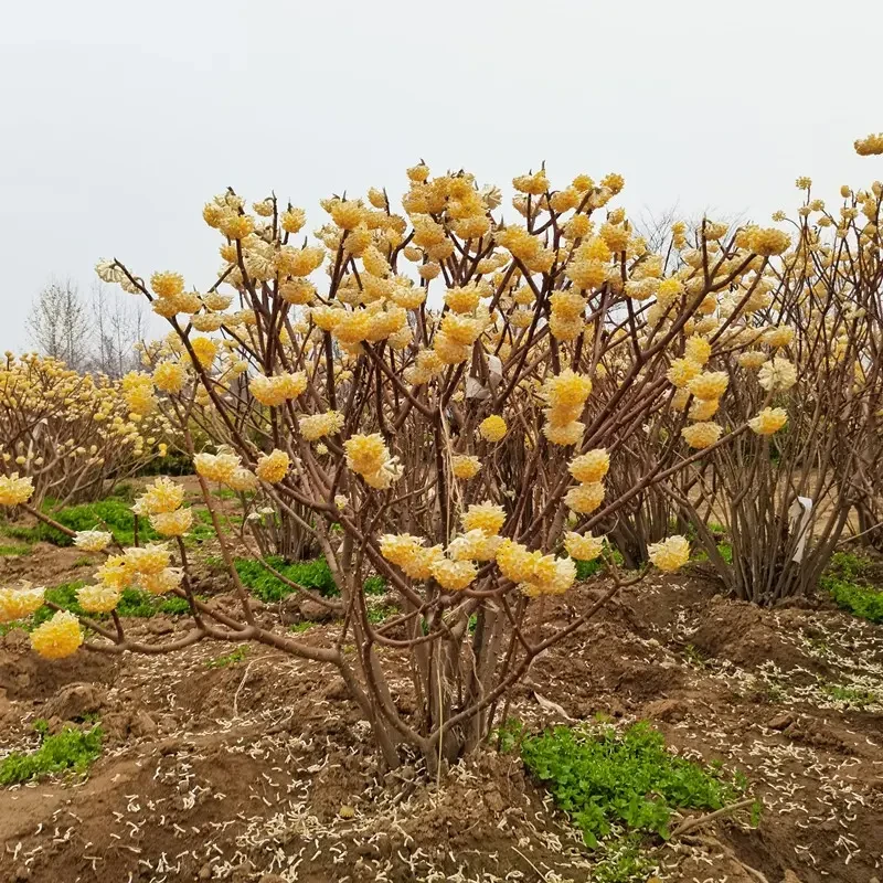 花诺思结香花树苗盆栽耐寒耐阴阳台庭院花卉植物结花梦冬花喜浓香