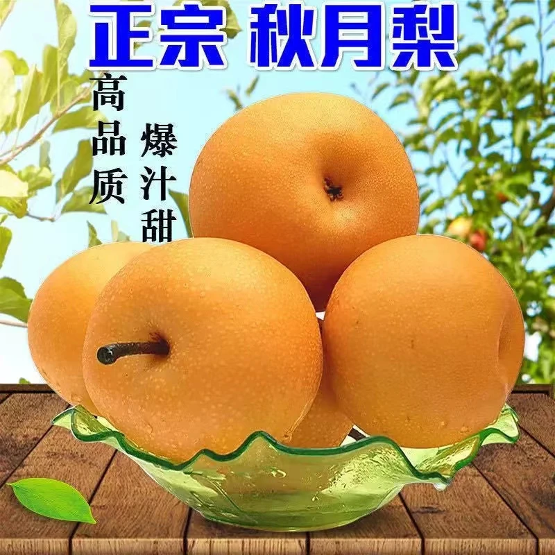 莱阳秋月梨新鲜薄皮脆甜梨子应季新鲜水果整箱甘甜多汁产地sss