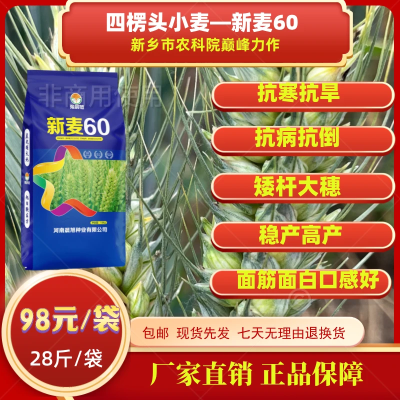 精选矮杆小麦新坐标新麦60