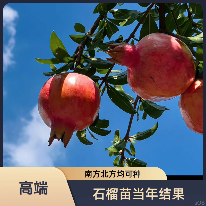 苗种植北方南方软籽石榴果树苗树苗庭院特大石榴树当年结果