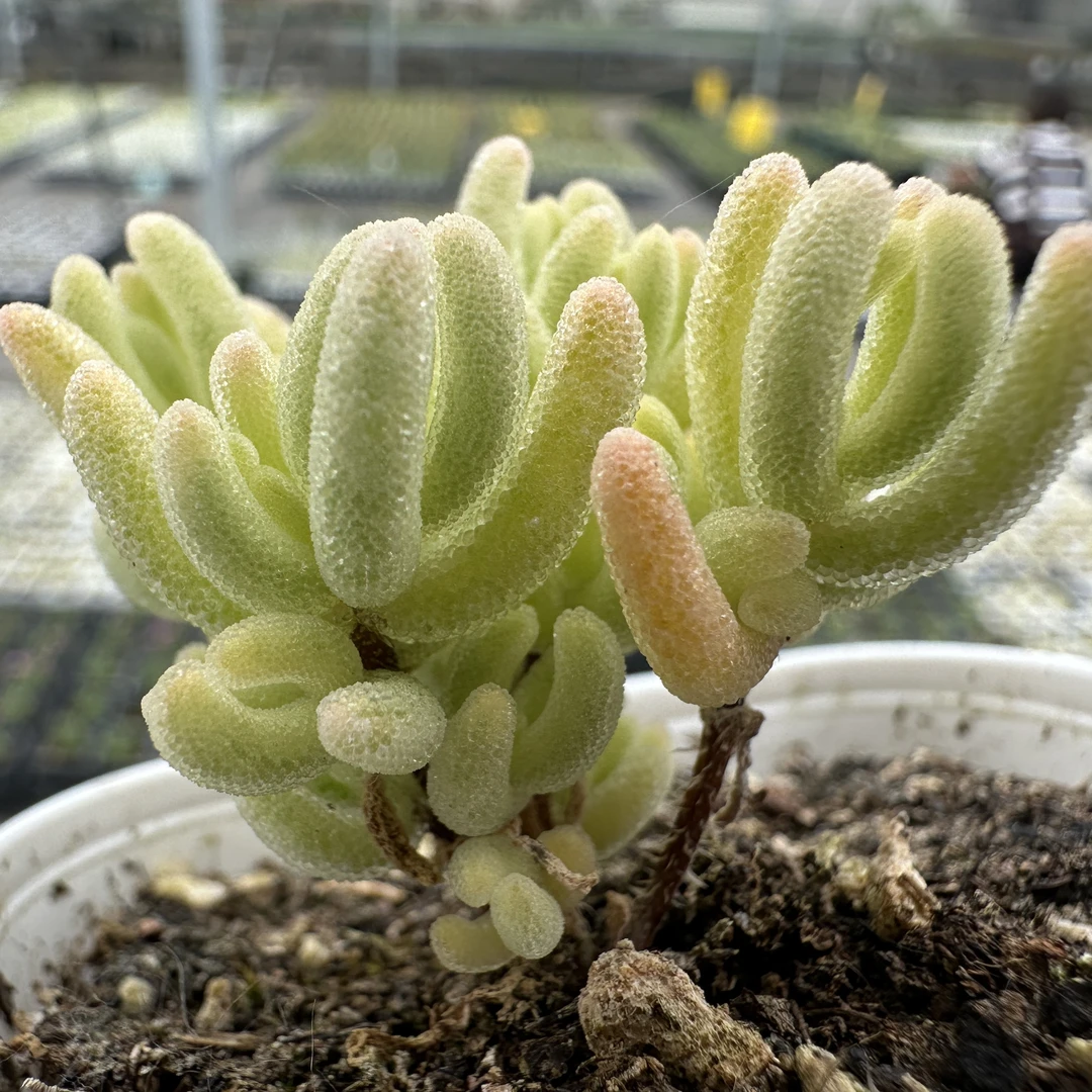 枝干番杏橙叶锦琉璃