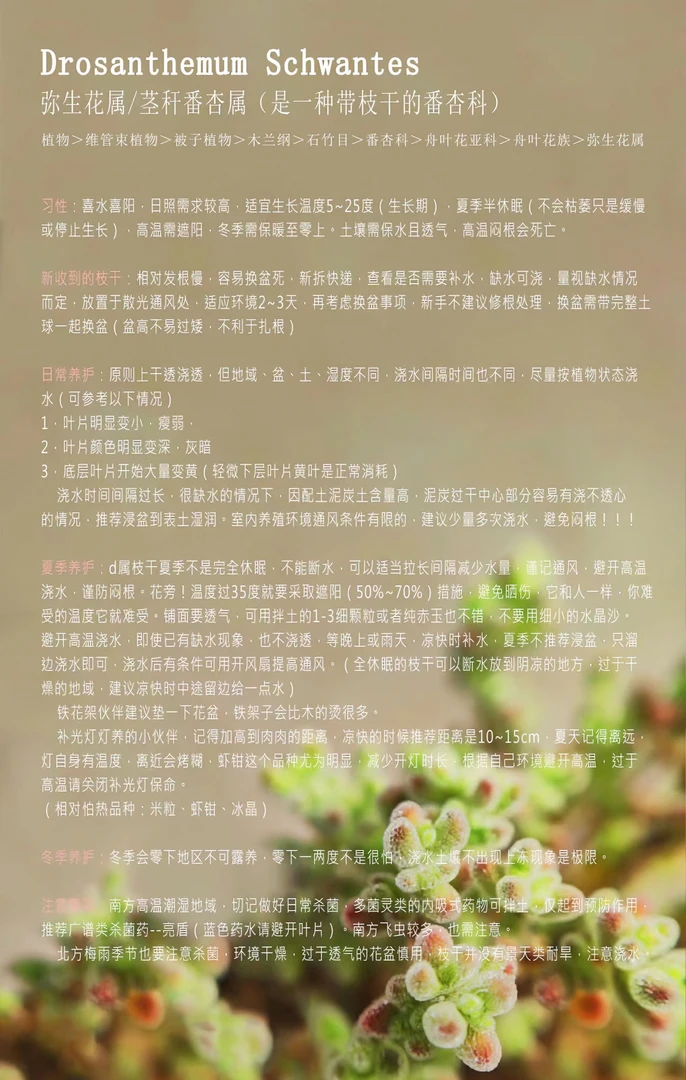 冰晶糖球米粒等枝干番杏养护小知识