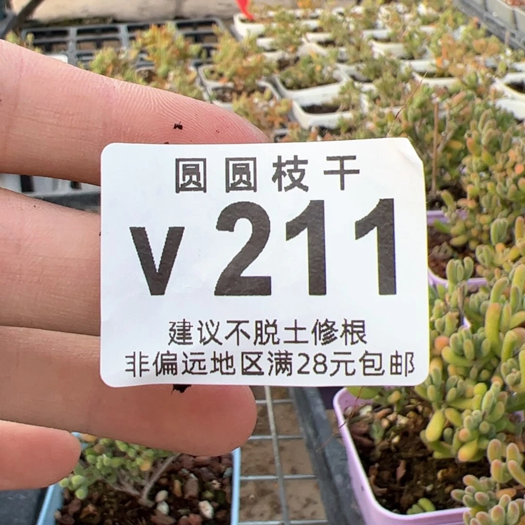 晚*V211琉璃杂冰晶