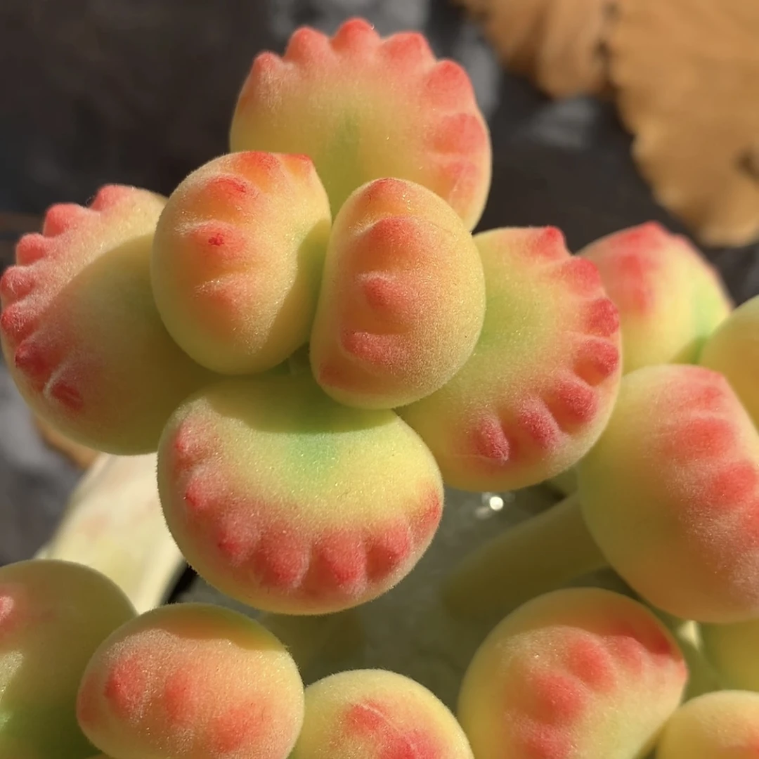 直播间手工仿真粘土多肉成品