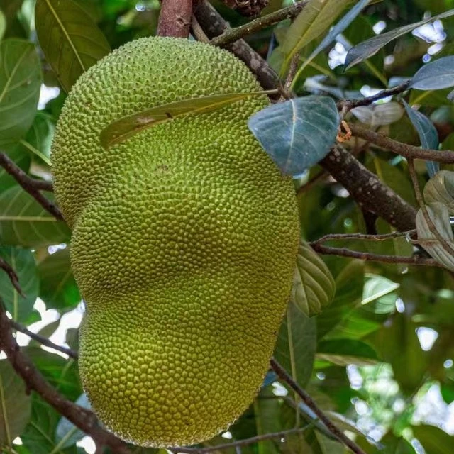 菠萝蜜，越吃越甜蜜500克