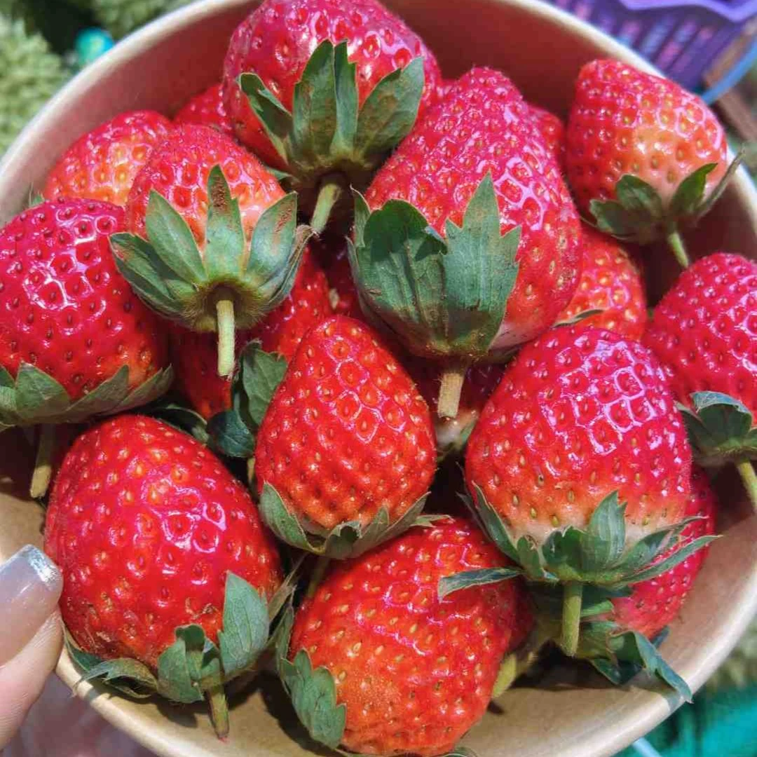 【配送到家】现摘草莓500g