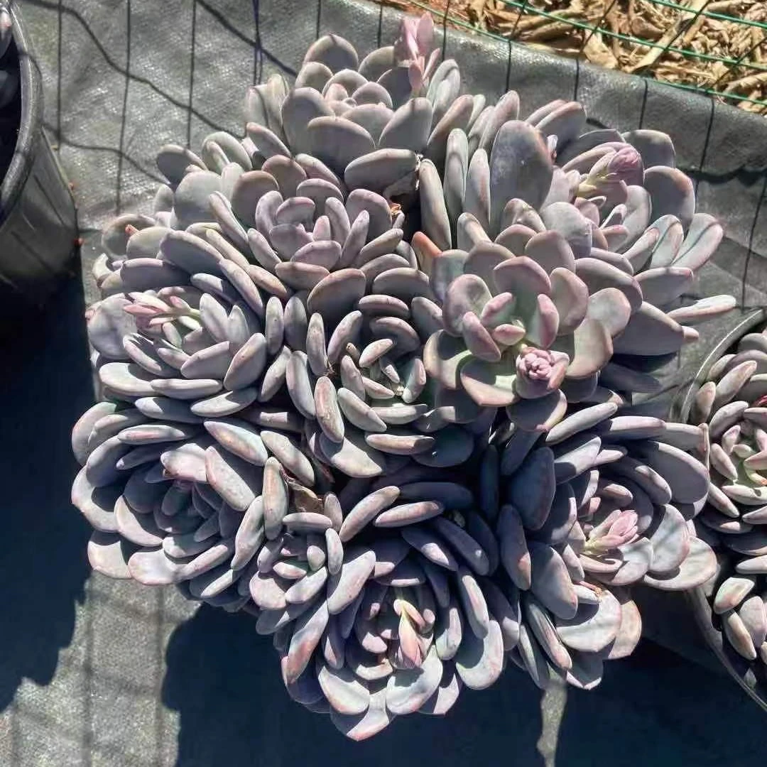 多肉植物直播用的