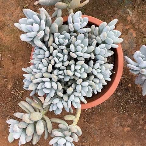 多肉植物。。。。。。。。。。？。？
