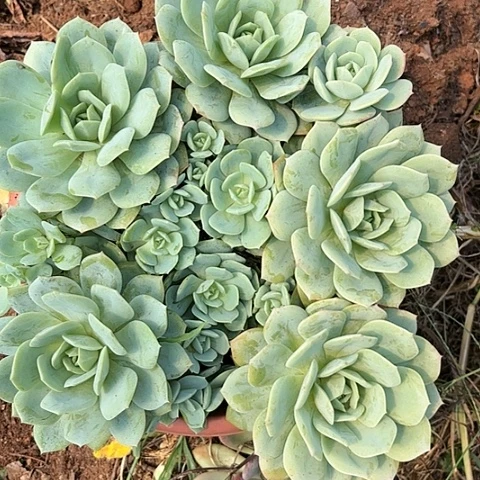 多肉植物的。。。。。。。。。。。。。