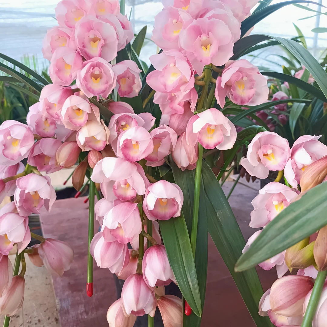 六朝金粉，大花，惠兰，拱兰年宵花新手必入款。