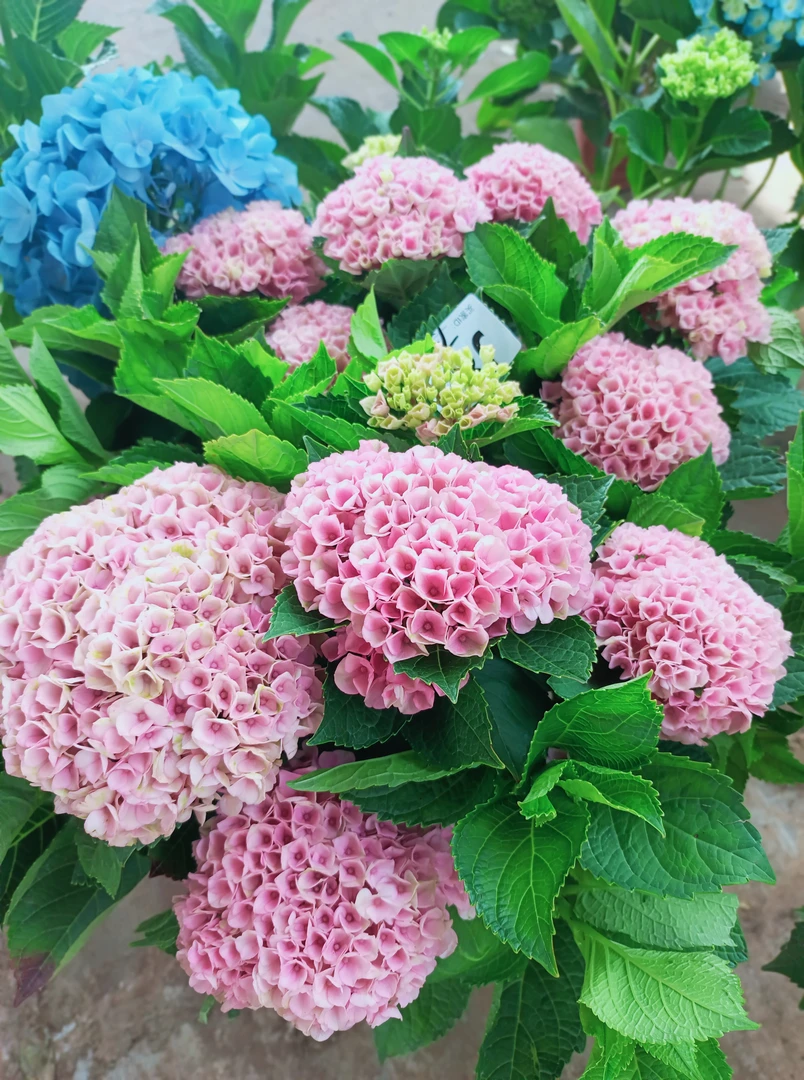 魔幻革命原盆原土带花苞发货。