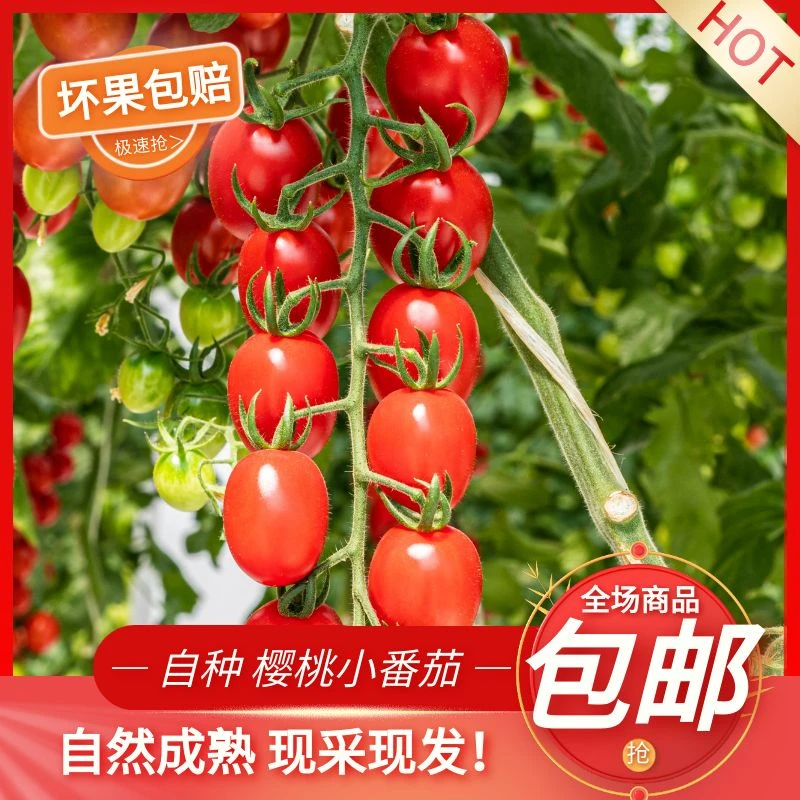 一颗大树番茄樱桃小番茄圣女果千禧果小柿子纯天然自然熟绿色食品