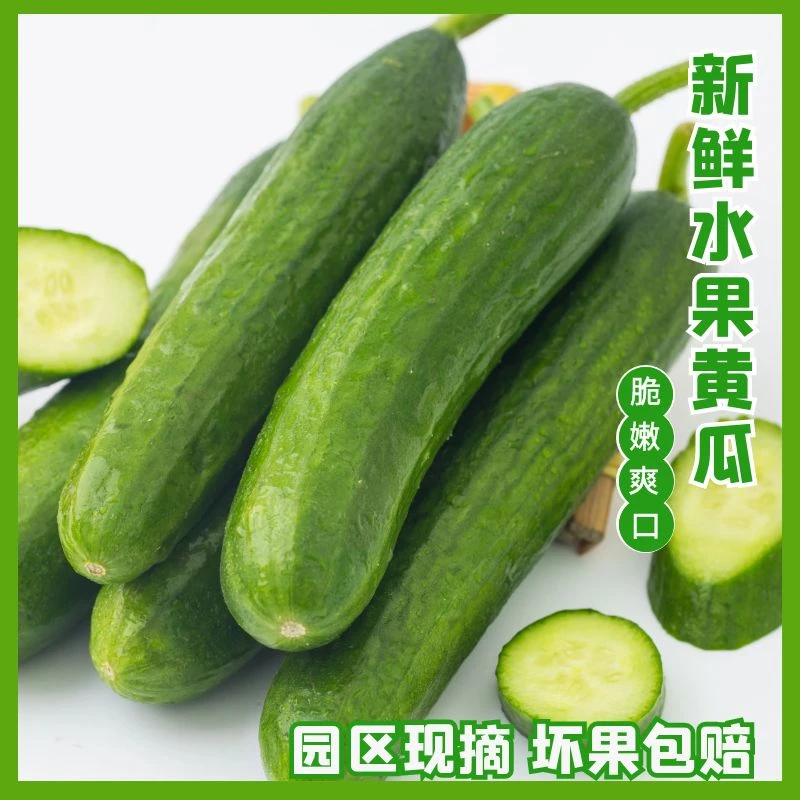 生吃水果产地直发当季新鲜水果黄瓜青瓜绿叶水果抖音网购现摘现发