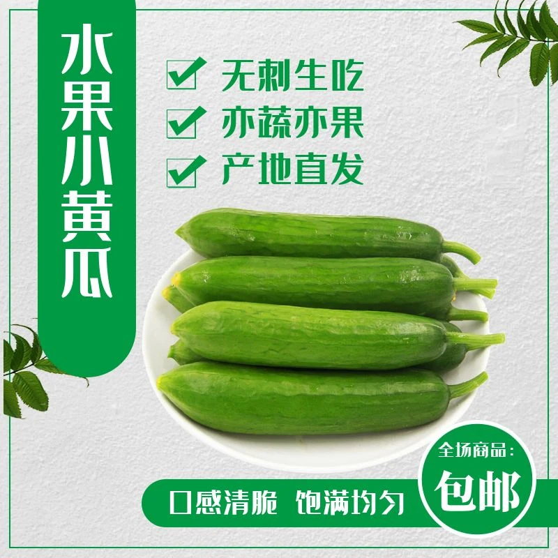 美味水果黄瓜生吃多汁小黄瓜原产地现采现发清脆爽口鲜嫩三斤装